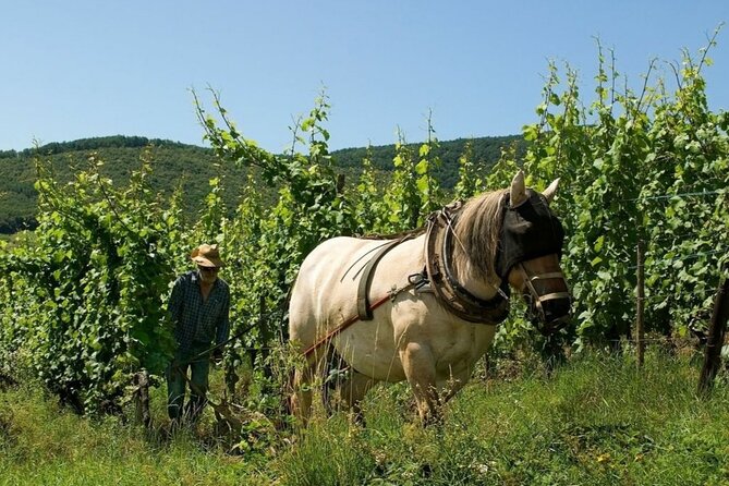 Alsace wine tour and medieval villages. Small group guided tour - Ribeauvillé adds castles and a broader sense of place