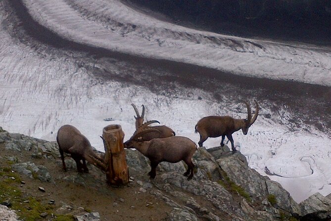 Attraction Ticket: Zermatt to Mount Gornergrat Summit - Using the flexible return ticket