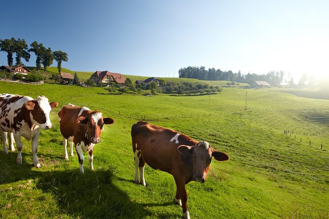 Bern Small-Group Day Trip from Zurich Including Cheese Tasting - The Emmental cheese-making visit