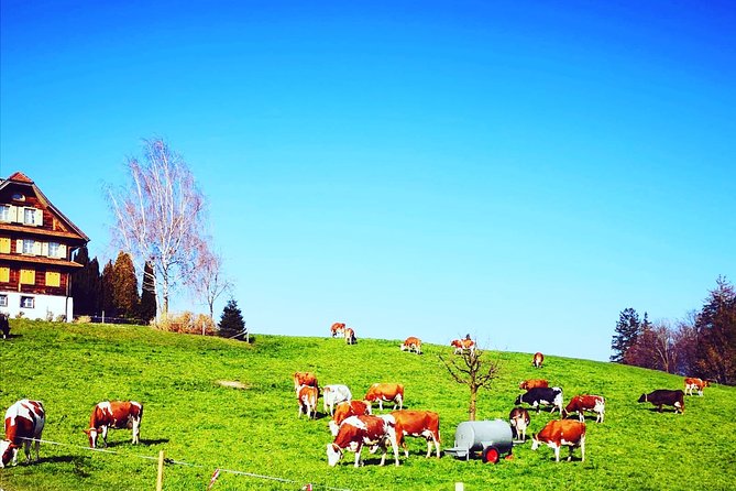 Best of Bernese Oberland Tour from Zurich - From Zurich to Lake Lungern: a gentle start
