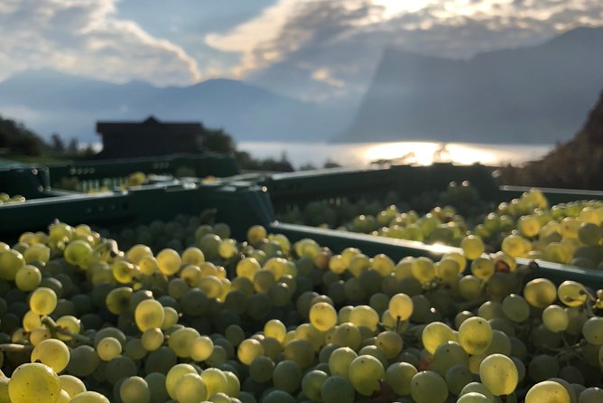 Cheese, Chocolate and Wine in the Bern Region from Luzern - Gruyère cheese at the dairy