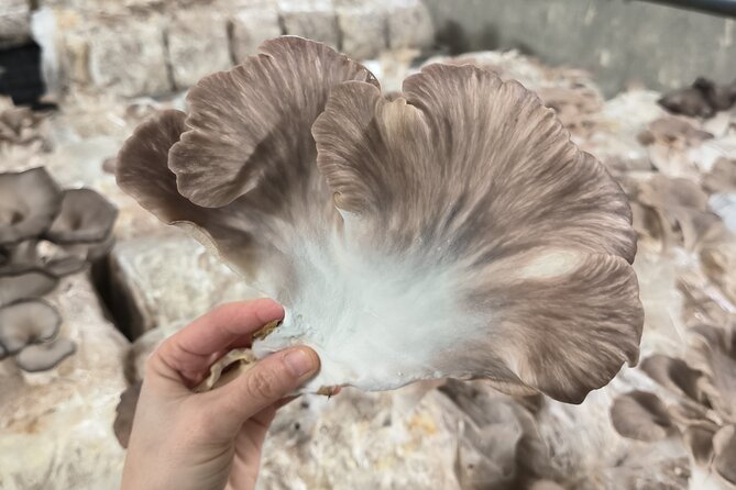 Discover the World of Mushrooms - Key points at a glance