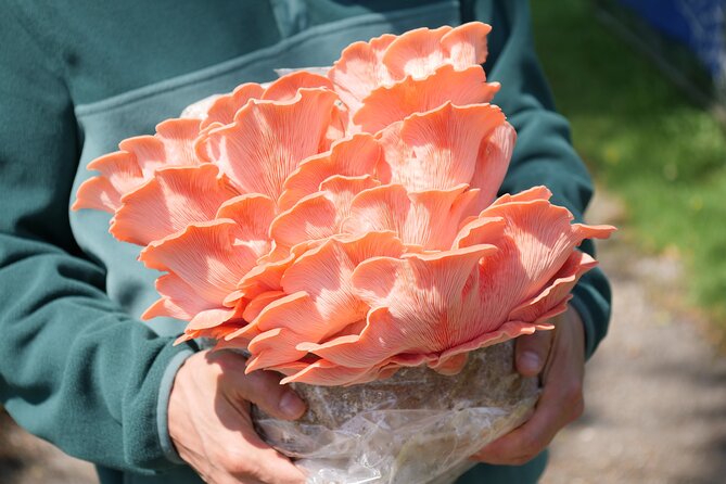 Discover the World of Mushrooms - Is $85.93 a fair price?