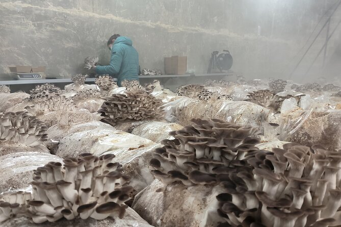 Discover the World of Mushrooms - My take: book it for a focused food experience