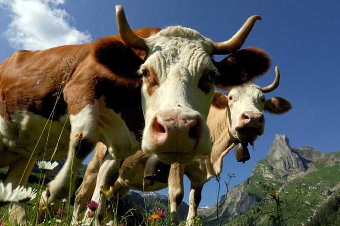 Eiger and Jungfrau Panorama Day Trip from Lucerne - Why the guide can make or break the day