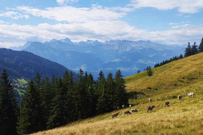 Full-Day Hiking Swiss Alps and Lake swim with Pick-up - Winter snowshoe routes around Rigi and Titlis