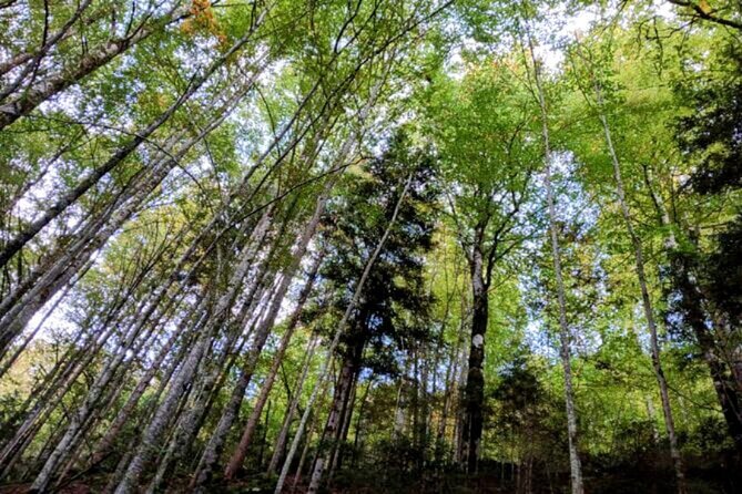 Giessbach Waterfall + CLOY Pier Iseltwald Sightseeing Tour Privat - Reaching Giessbach by a quieter forest route