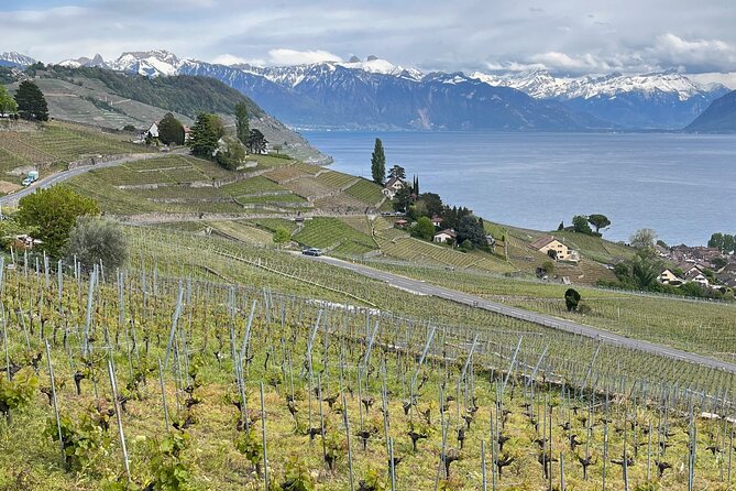 Gourmet Food and Wine Tasting Walk in Lavaux - A two-course lunch with vineyard views