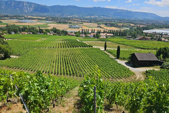 Immersion in the Geneva vineyards by tuktuk with tasting - Reaching Les Vins de La Gara
