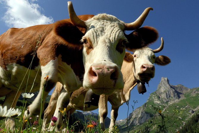 Interlaken and Grindelwald Day Trip from Lucerne - What this Lucerne day trip really offers