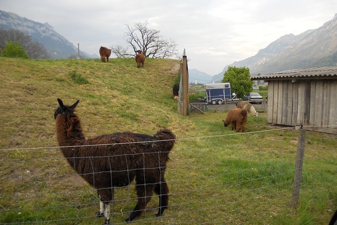 Interlaken Private Tour: Mountains Cows, Thun Lake, and Brienz Lake - What the private vehicle adds