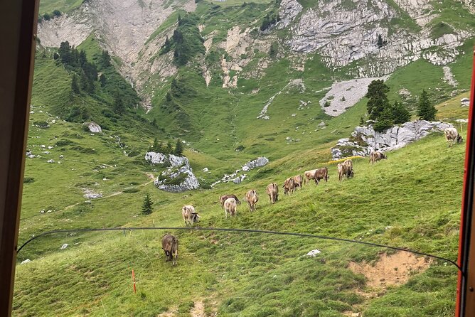 Mt. Pilatus with Lake of Lucerne Cruise Private Tour from Lucerne - What the private guide adds