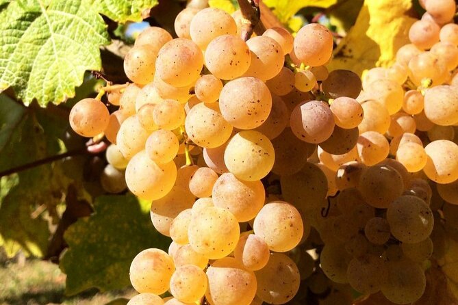 Pinot Noir & Pinot Wine Tour to Baden-Württemberg - A weather-dependent walk through the vineyard