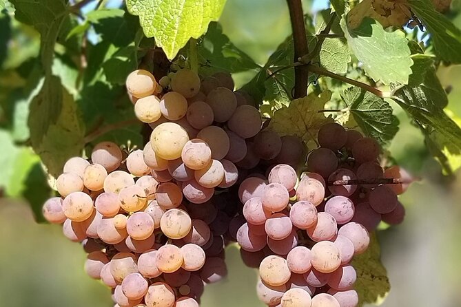 Pinot Noir & Pinot Wine Tour to Baden-Württemberg - Bad Krozingen: a family winery and serious Pinot Noir