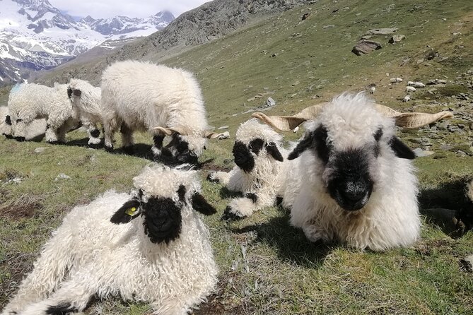 Private Mt. Gornergrat and Zermatt Tour - Monte Rosa Hut Offers a Comfortable Mountain Pause