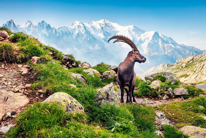 Private Trip from Geneva to Swiss Riviera Montreux & Chamonix - What the Private Vehicle Adds