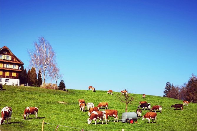 Sail to Basel and then explore either Bern, Luzern, Zurich or the Swiss Alps. - Bern, Grindelwald, and the wider choice