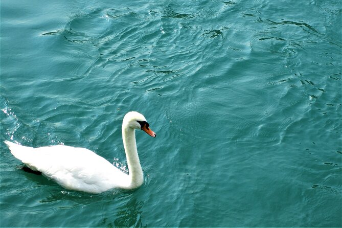 (STTG04) - Sightseeing Cruise at Geneva with Wine and Aperitif - Bains des Pâquis and Geneva’s favorite swimming spot