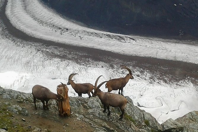 Zermatt & Mt. Gornergrat Small Group Day Trip from Bern - The first train from Bern to Visp