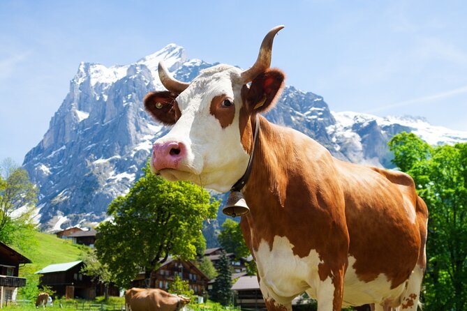 Zurich: Chocolarium and Appenzeller Schaukäserei Tour - Key points at a glance