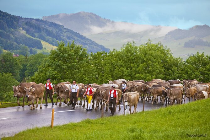 Zurich Open Top Bus, Chocolate and Cheese Factory Tour Appenzell - Appenzeller Schaukäserei and the limits of an afternoon visit